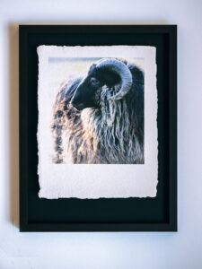 Handgeschöpftes Papier, mit Creativ Emulsion von Ilford beschichte und gedruckt. Schwebend montiert im Halbe-Distance-Rahmen